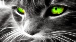 Creative Abstract-Cat-HD-Wallpaper-www.purehdwallpapers.in-1366x768